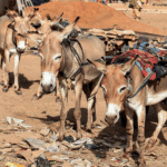 Ei võit ega kaotus, aga mõned õpikogemused siiski