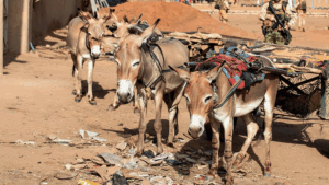 Aasta tudeng Paula Kägu – Naised ja karjäär riigikaitses